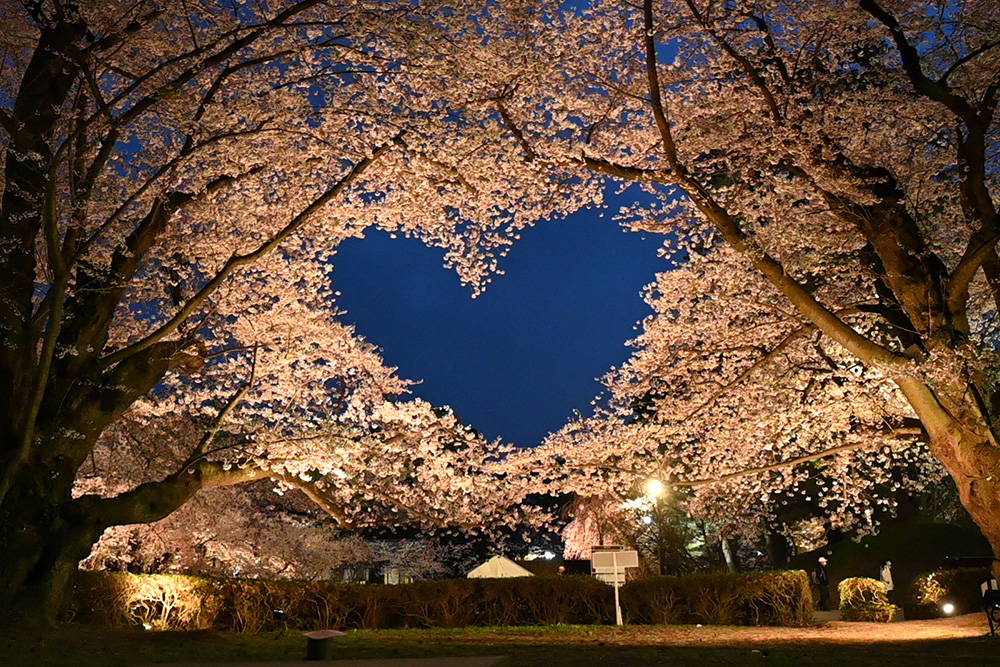 ［景色②］桜のハート