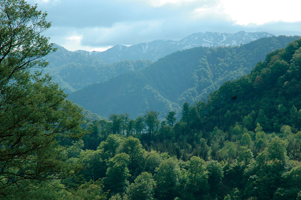 UNESCO World Natural Heritage Site Shirakami Sanch