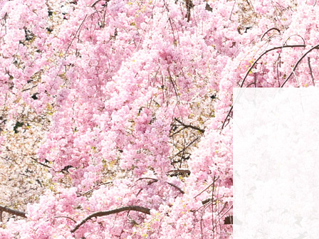 弘前桜物語 ～七にまつわる桜の物語～