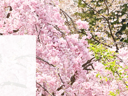 弘前桜物語 ～七にまつわる桜の物語～