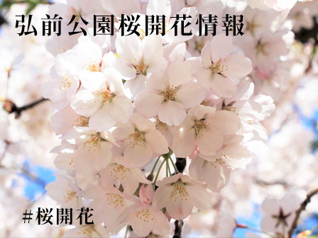 弘前公園桜開花情報
