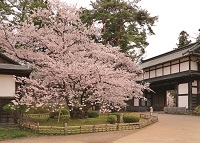 弘前公園さくらポストカード01