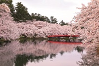 弘前公園さくらポストカード04