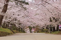 弘前公園さくらポストカード07