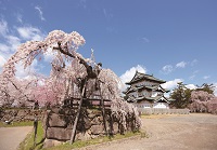 弘前公園さくらポストカード10