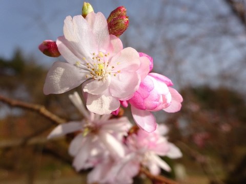 十月桜