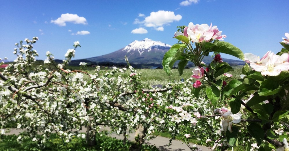 Hirosaki Apple Flower Festival