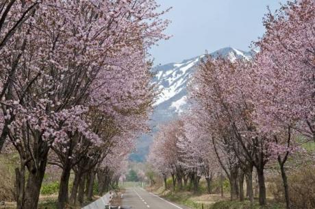 世界一長い桜並木