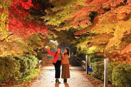Hirosaki Castle Autumn Chrysanthemum and Maple Leaf Festival
