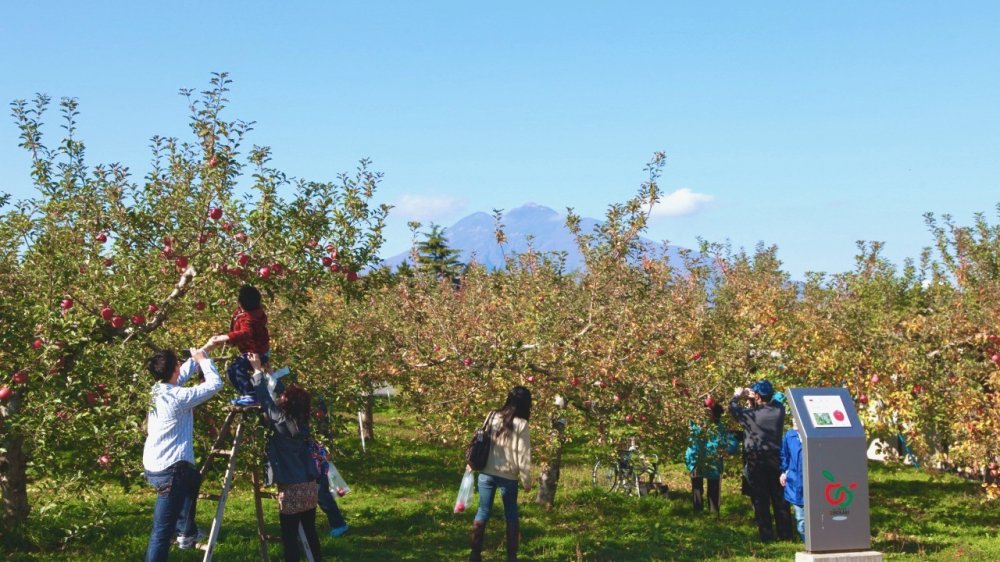 りんご収穫体験～弘前市りんご公園　りんごと岩木山