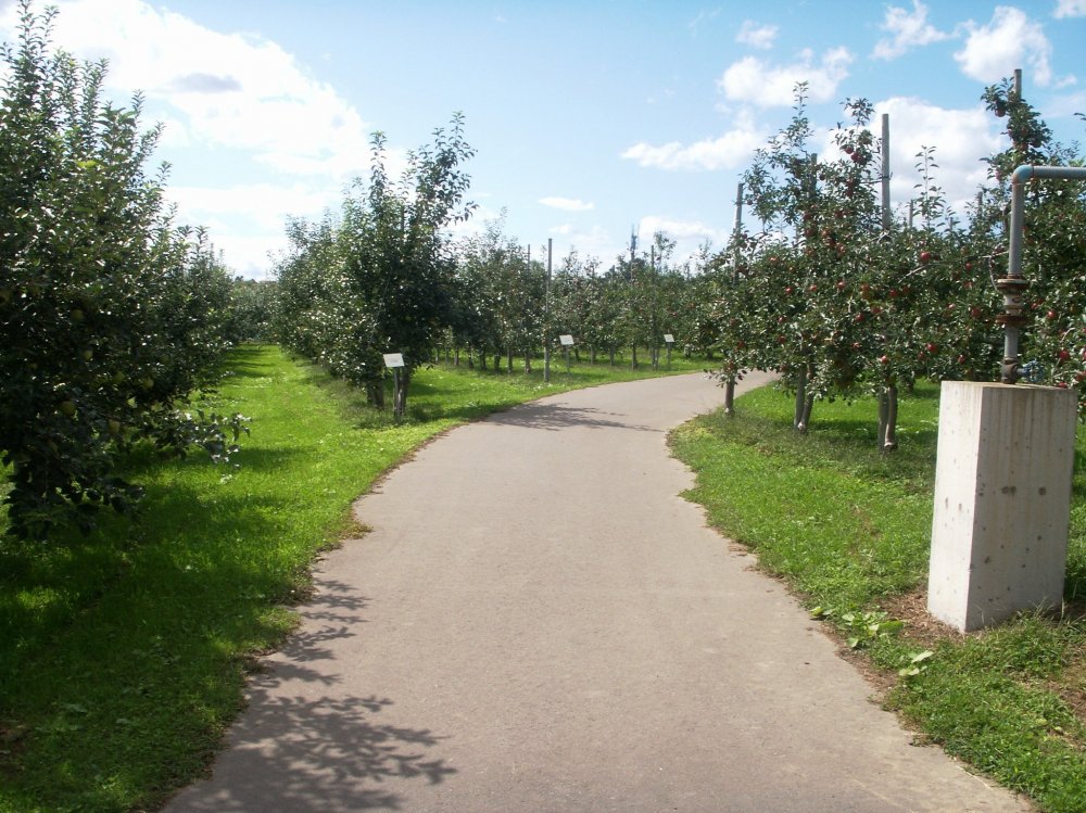 りんご公園のりんご生産作業体験