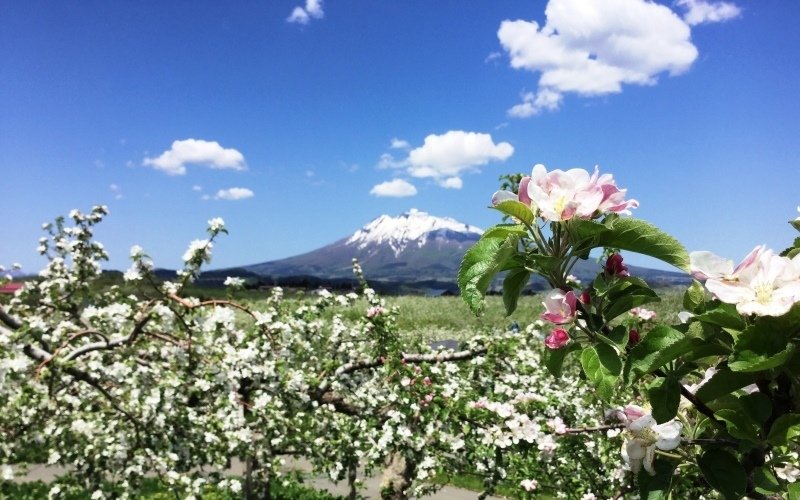 りんごの花