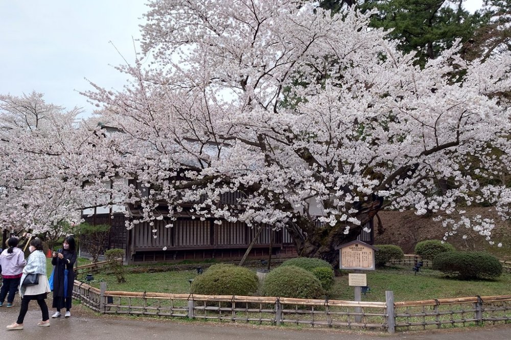 弘前公園最長寿のソメイヨシノ