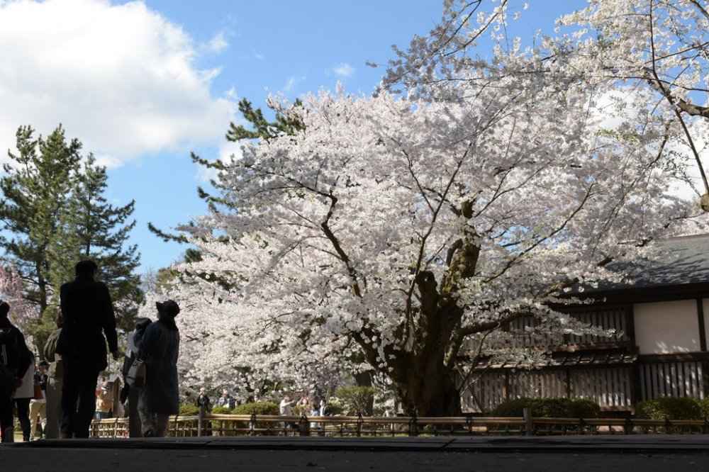 【弘前桜七景】弘前公園最長寿のソメイヨシノ