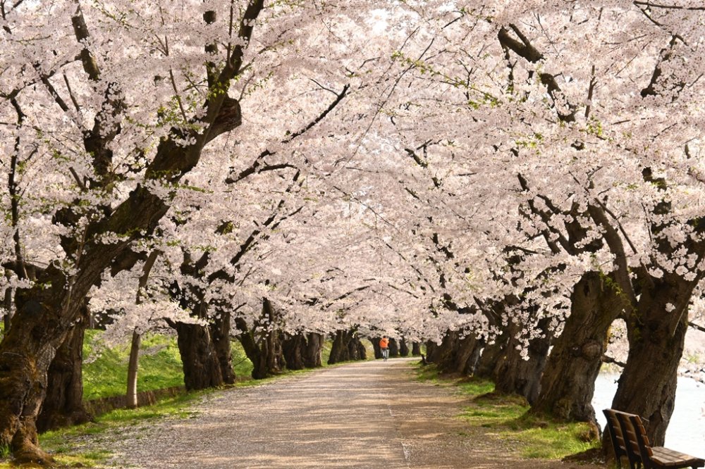 【弘前桜七景】桜のトンネル