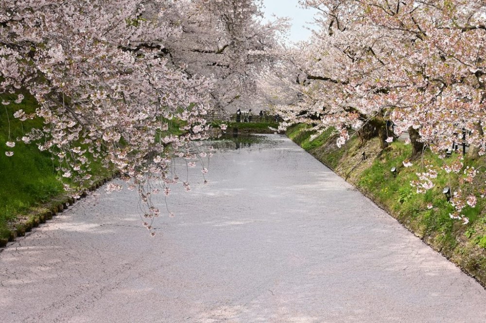 【弘前桜七景】花筏