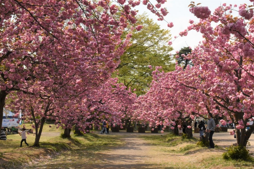 【弘前桜七景】関山のトンネル