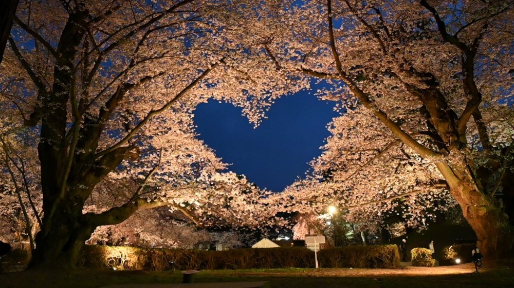 【弘前桜七景】桜のハート