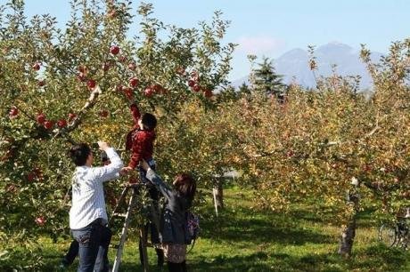 ひろさきりんご収穫祭
