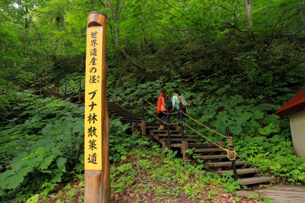 白神山地