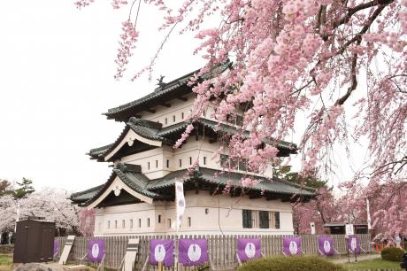 七景_弘前城天守と八重紅枝垂2024_01