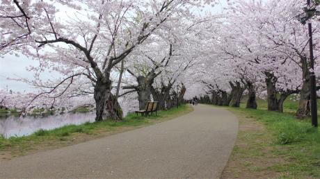 七景_桜のトンネル2024_01