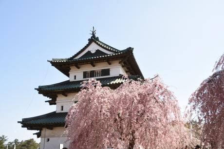 七景_弘前城天守と八重紅枝垂2024_02