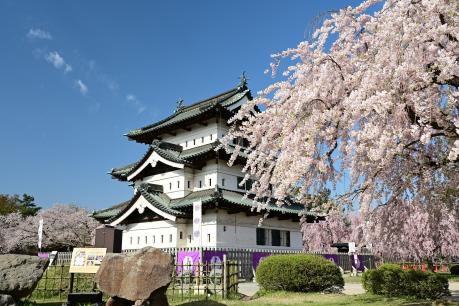 七景_弘前城天守と八重紅枝垂2024_04