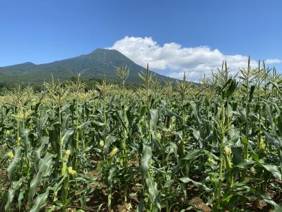 嶽きみ畑