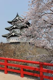 弘前城天守と桜（曳家前）01