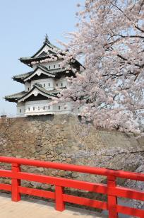 弘前城天守と桜（曳家前）02