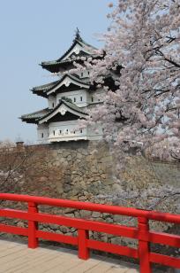 弘前城天守と桜（曳家前）03