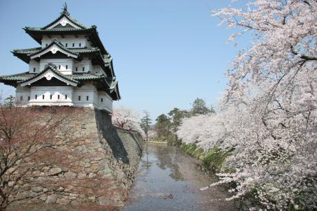 弘前城天守と桜（曳家前）04