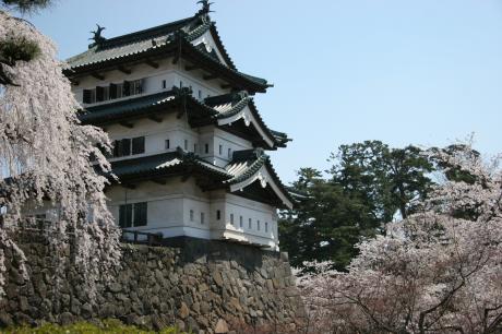 弘前城天守と桜（曳家前）05