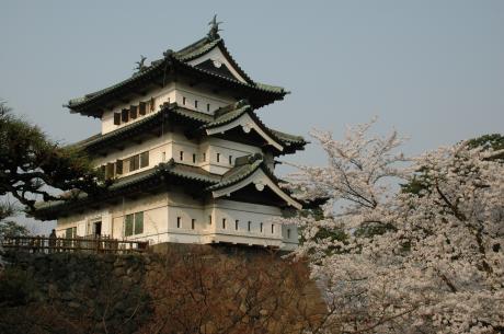 弘前城天守と桜（曳家前）06