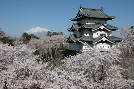 弘前城天守と桜（曳家前）07