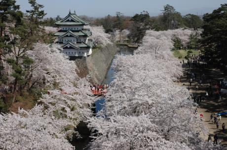 弘前城天守と桜（曳家前）08