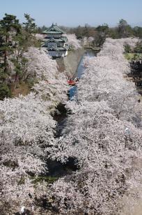 弘前城天守と桜（曳家前）09