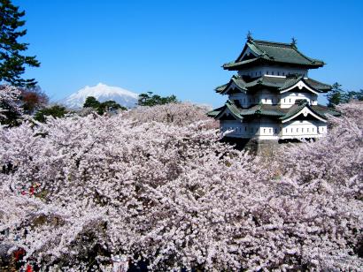 弘前城天守と桜（曳家前）10