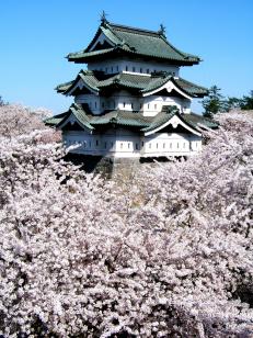 弘前城天守と桜（曳家前）11