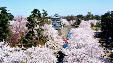 弘前城天守と桜（曳家前）12