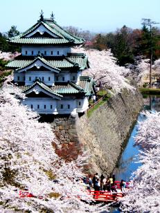 弘前城天守と桜（曳家前）13
