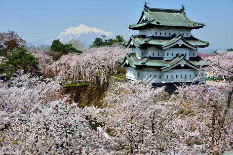 弘前城天守と桜（曳家前）14