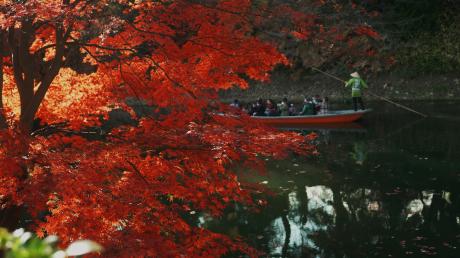 弘前城菊と紅葉まつり