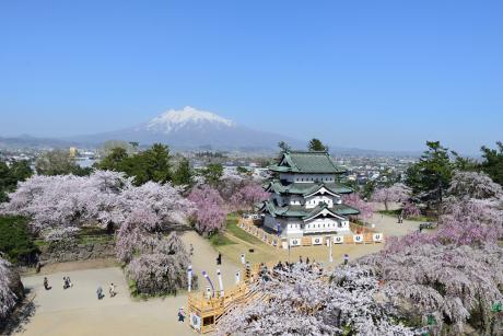 お城と桜と岩木山（天守曳屋後、俯瞰）01