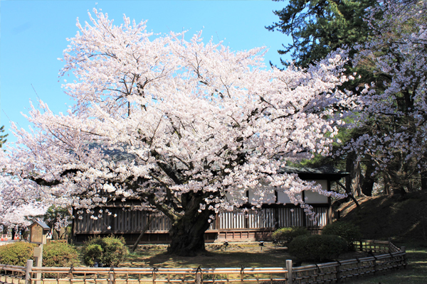 弘前の桜がすごいワケ