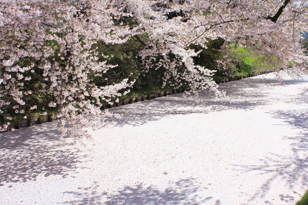 弘前の桜がすごいワケ