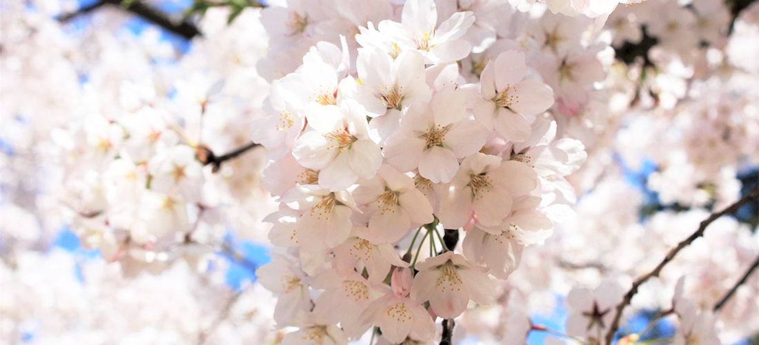 弘前の桜がすごいワケ