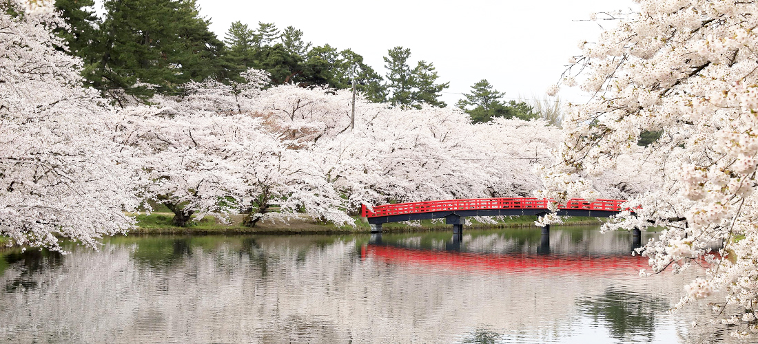 弘前の桜がすごいワケ