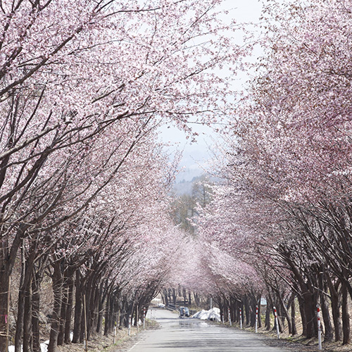 弘前の桜がすごいワケ